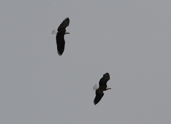 Minnesota Valley National Wildlife Refuge