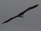 Minnesota Valley National Wildlife Refuge