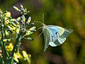 Cabbage Moth on Broccoli