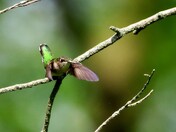 Ruby-throated Hummingbird