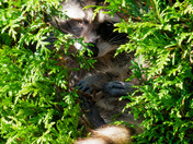 Racoon resting in hedge
