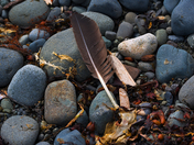 Eagle Feather