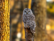 Barred owl