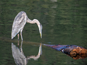 Great blue heron