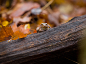 Shenandoah National Park