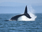 Tail lobbing