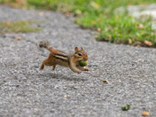 Acorns
