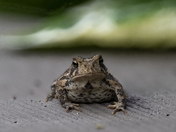 American Toad