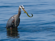 Heron With Eel