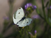 Moth and Wild Flower