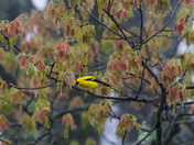 Shenandoah National Park