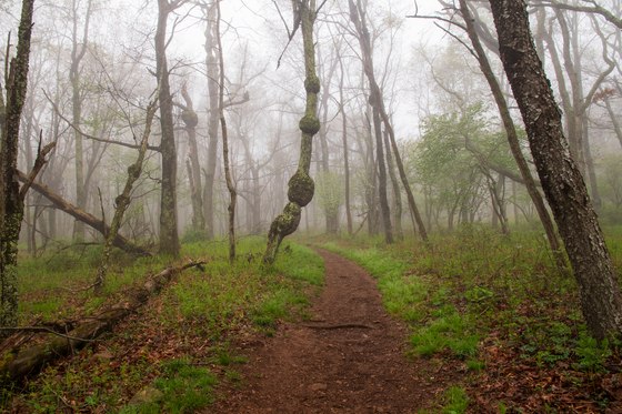 Shenandoah National Park