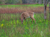 Shenandoah National Park
