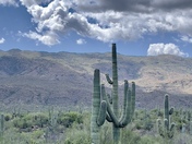 Saguaro National Park