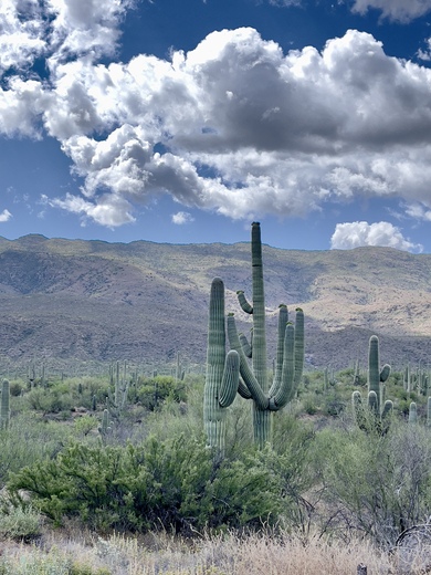 Saguaro National Park
