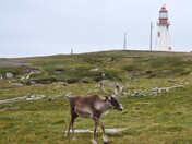 Caribou near by Point Riche Lighthouse in Port au Choix, Newfoundland