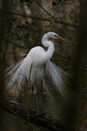 Bombay Hook NWR