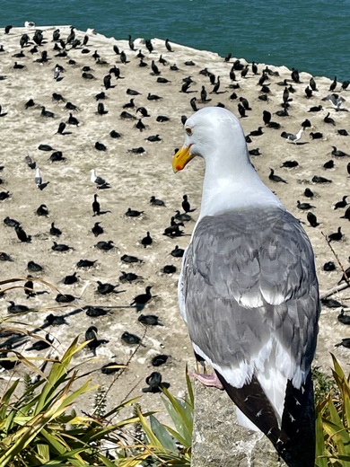Alcatraz Island