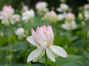 Kenilworth Aquatic Gardens