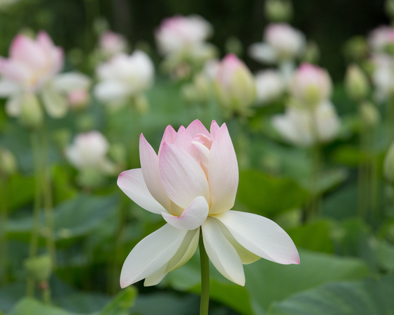Kenilworth Aquatic Gardens