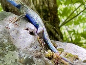 Yosemite National Park 