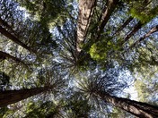 Muir Woods National Monument 