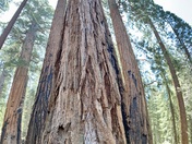 Sequoia National Park 
