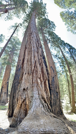 Sequoia National Park 