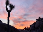 Joshua Tree National Park 