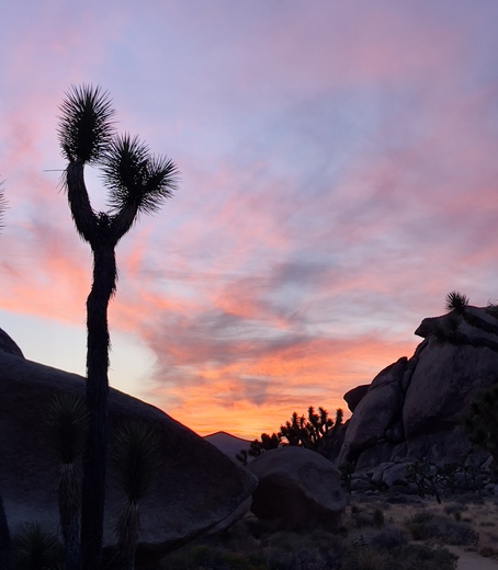 Joshua Tree National Park 