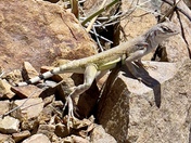 Saguaro National Park 