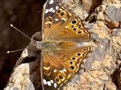 Saguaro National Park 