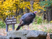 Shenandoah National Park
