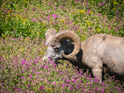 Glacier National Park