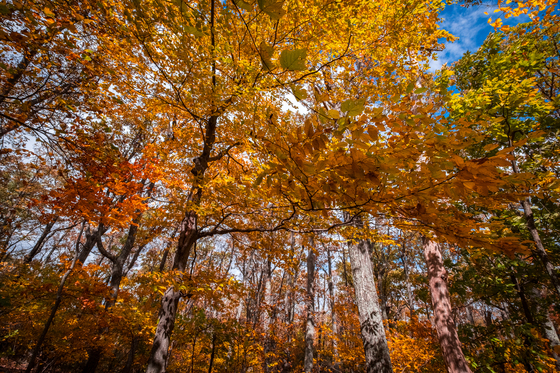 Shenandoah National Park