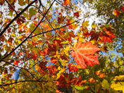 Shenandoah National Park