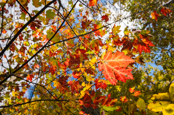 Shenandoah National Park