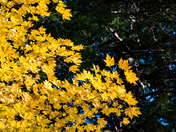 New River Gorge National Park