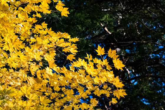 New River Gorge National Park