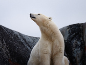 A polar bear peeks from her resting spot