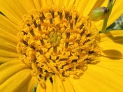 Muiir Woods National Monument