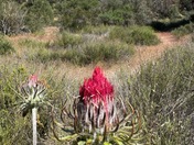 Pinnacles National Park
