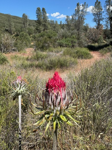 Pinnacles National Park