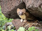 Luna Lake, Apache-Sitgreaves National Forest