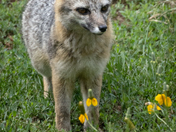 Coconino National Forest