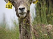Coconino National Forest