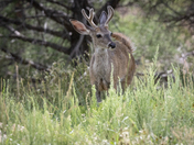 Coconino National Forest