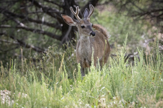 Coconino National Forest