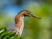 Green heron