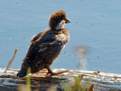 Loonlet gazing at lake